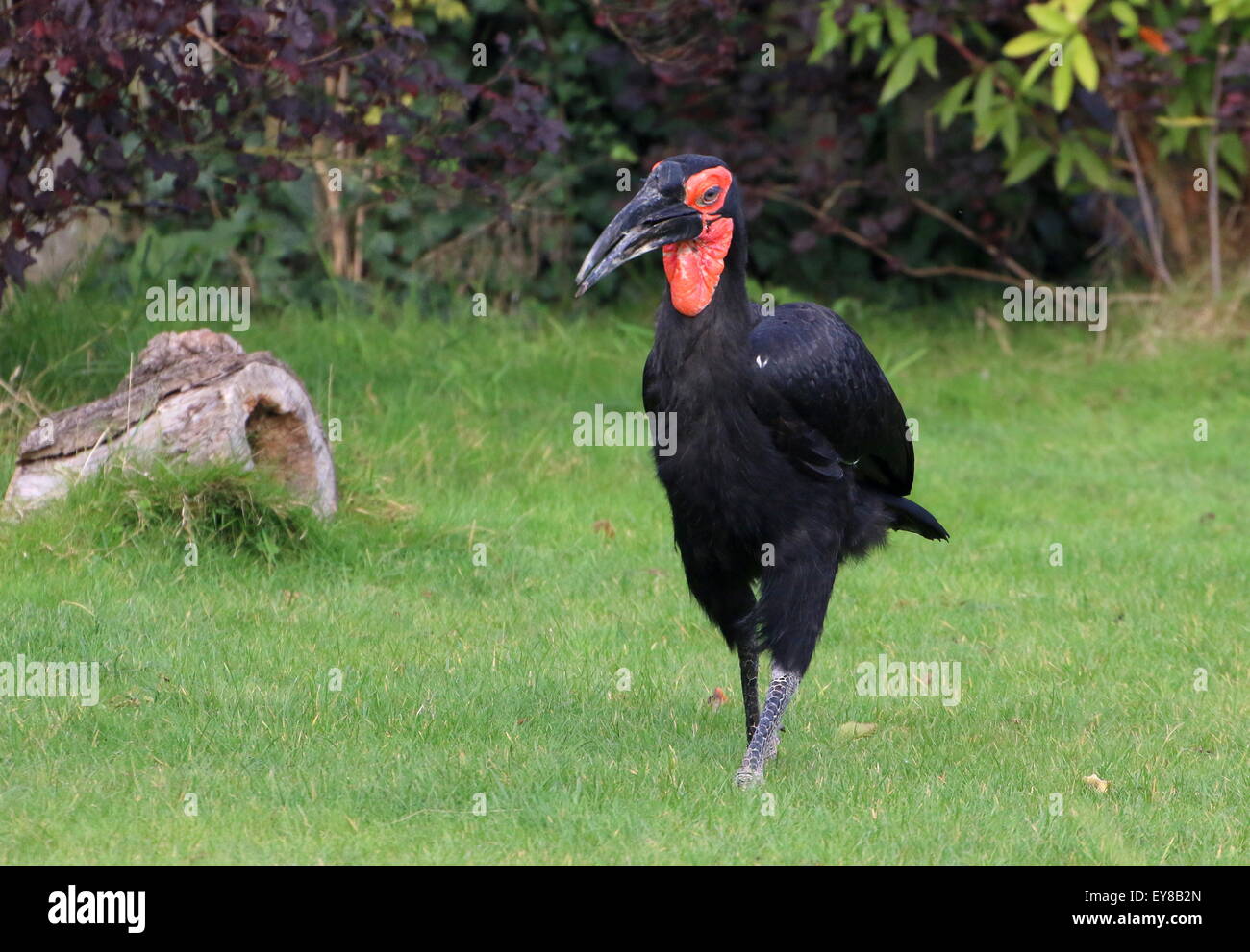 Africa terra meridionale Hornbill (Bucorvus leadbeateri, precedentemente B. CAFER) Foto Stock