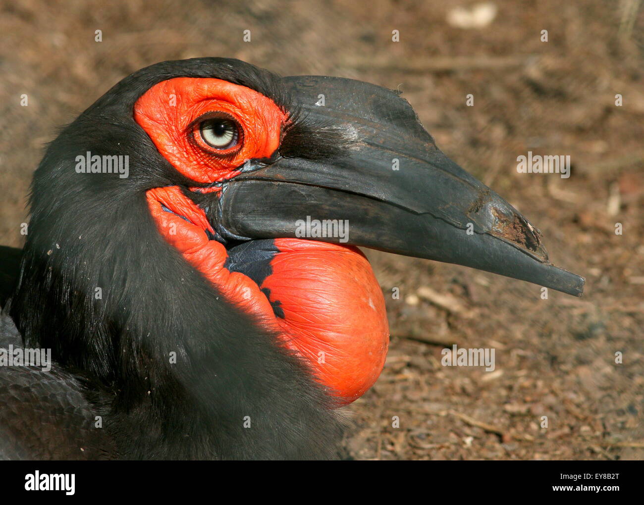 Africa terra meridionale Hornbill (Bucorvus leadbeateri, precedentemente B. CAFER) Foto Stock