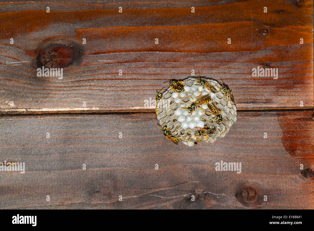 Vespe' nest sotto un tetto in legno. Vespe sono la chiusura di larva di cellule Foto Stock