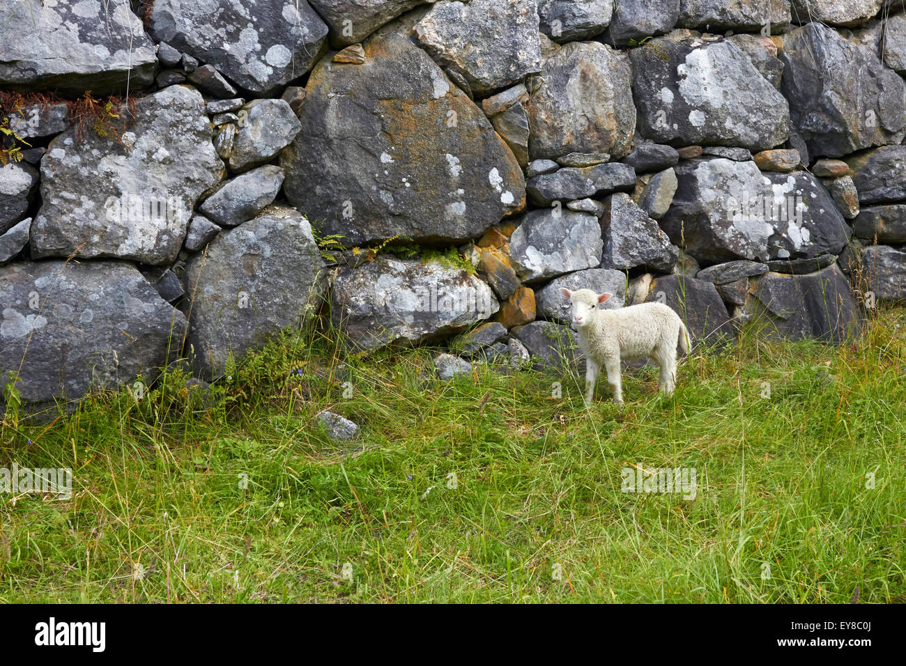 agnello in prato Foto Stock