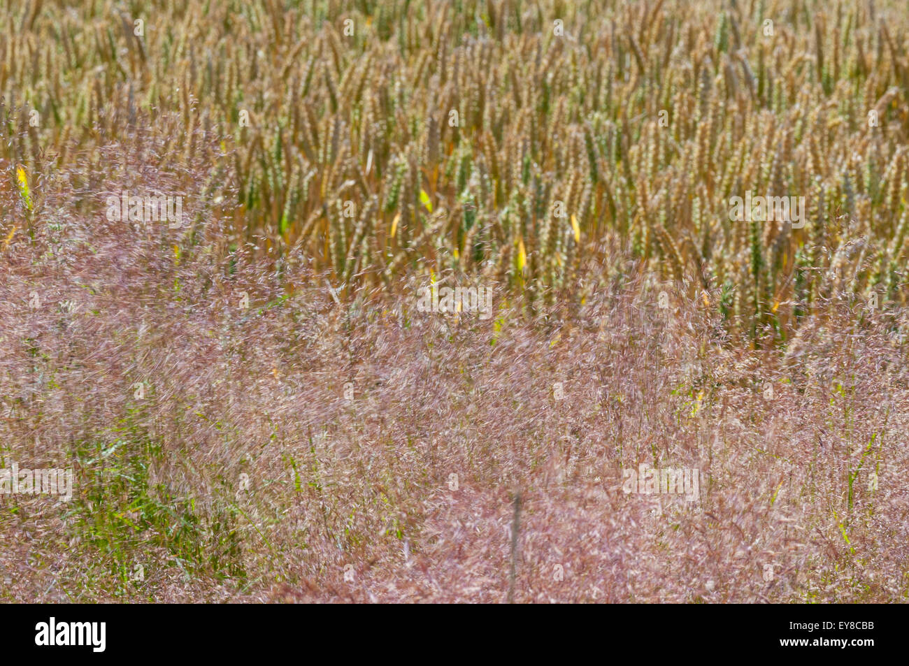 Un campo di grano maturo con in primo piano un colore rossastro erba intorno soffiata dal vento Foto Stock