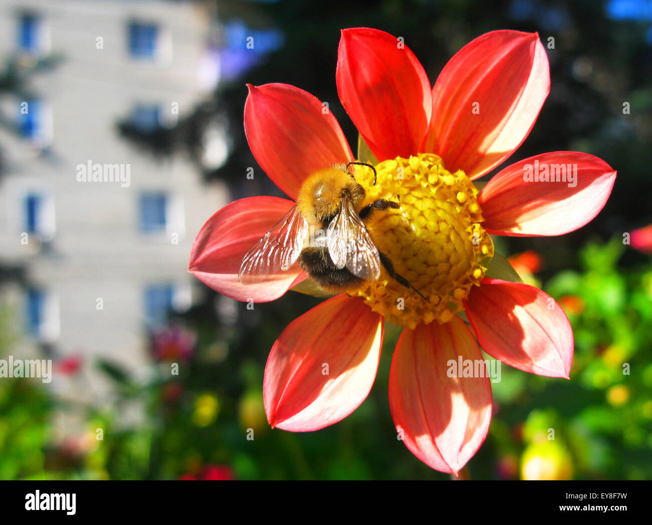 Il miele europeo bee( Apis mellifera) su un fiore dahlia Foto Stock