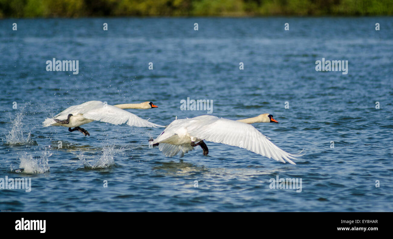 Il Danubio Delta Swan prende il volo da acque tranquille circondate da lussureggiante vegetazione alla luce del sole pomeridiano Foto Stock
