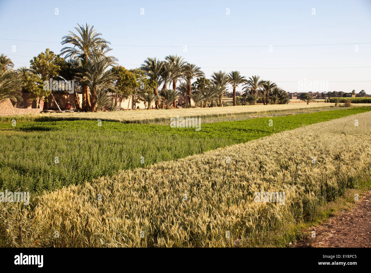Colture fertile accanto al Fiume Nilo, West Bank; Luxor, Egitto Foto Stock