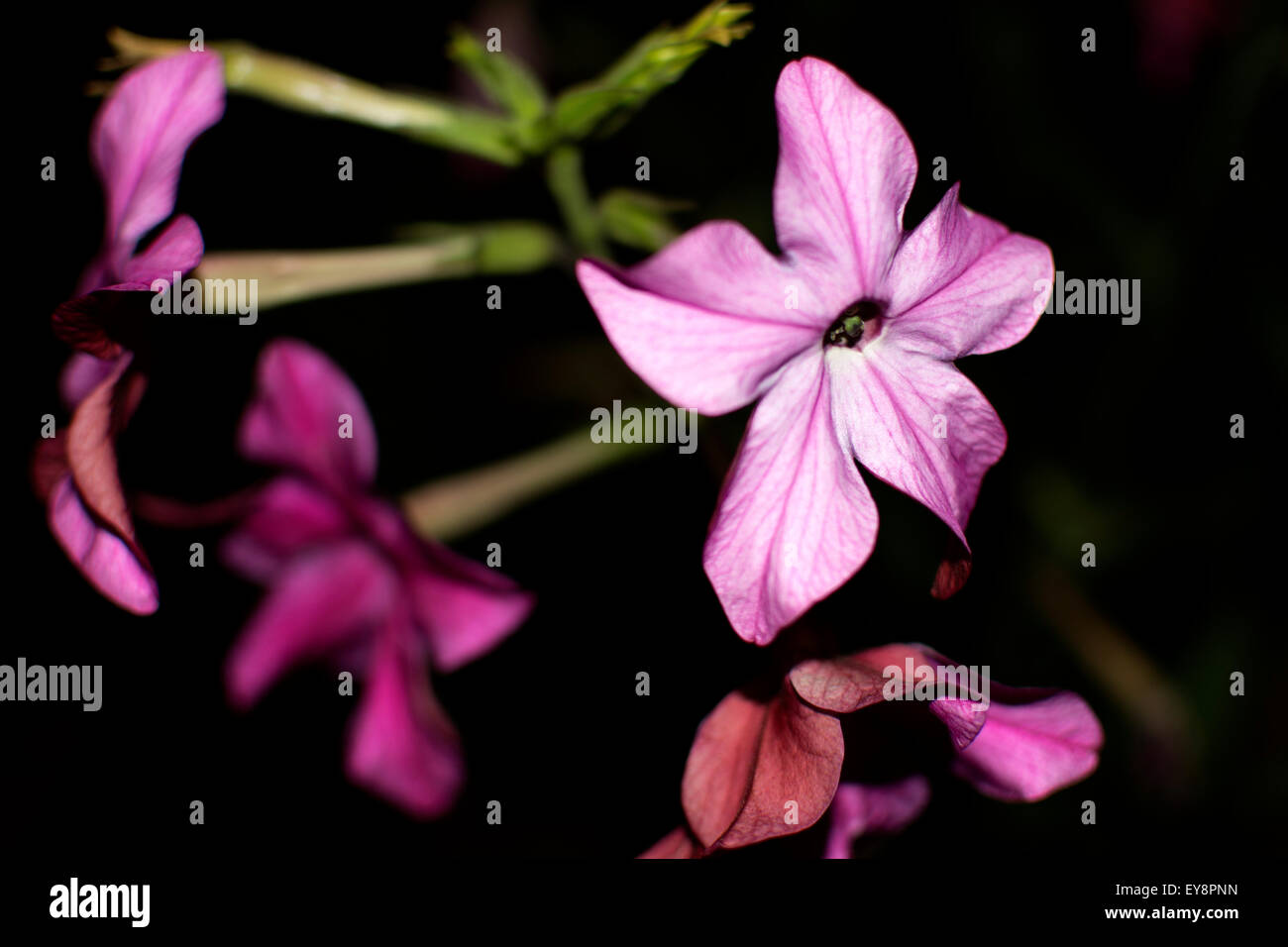 Una notte profumata di pianta di Nicotiana, flash fotografia di notte Foto Stock