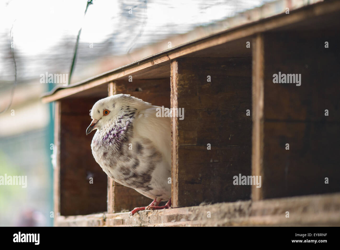Un piccione dentro la sua casa in attesa di volare Foto Stock