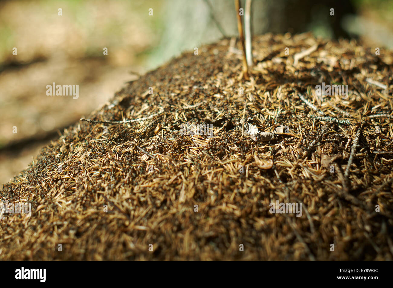 Foresta Rossa formiche nel formicaio foto macro.bassa profondità di campo Foto Stock