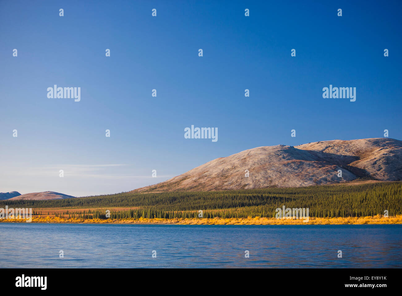 Alaska,Albero sempreverde,autunno,Noatak,Igichuk Foto Stock