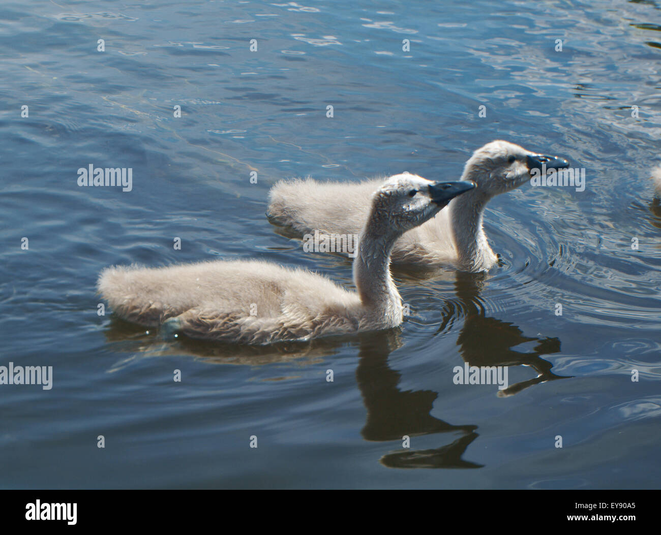 Il White Swan Cygnets sulle sponde di un lago. Foto Stock