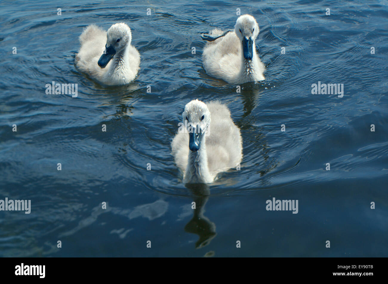 Il White Swan Cygnets sulle sponde di un lago. Foto Stock