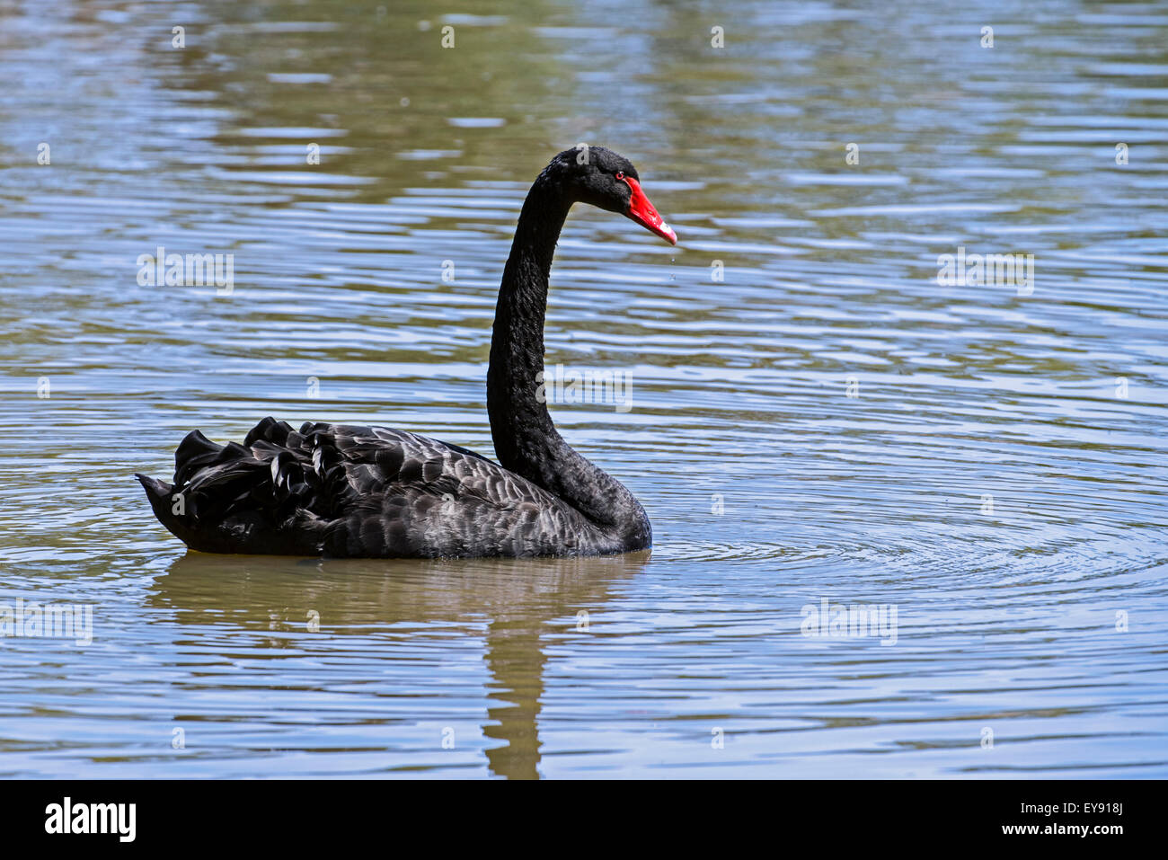 Black Swan (Cygnus atratus) nuotare nel lago Foto Stock