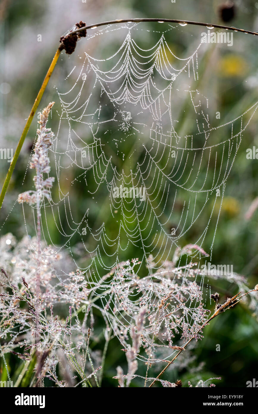 La ragnatela / spiderweb / spirale web orb coperto di rugiada gocce d'acqua in Prato Foto Stock