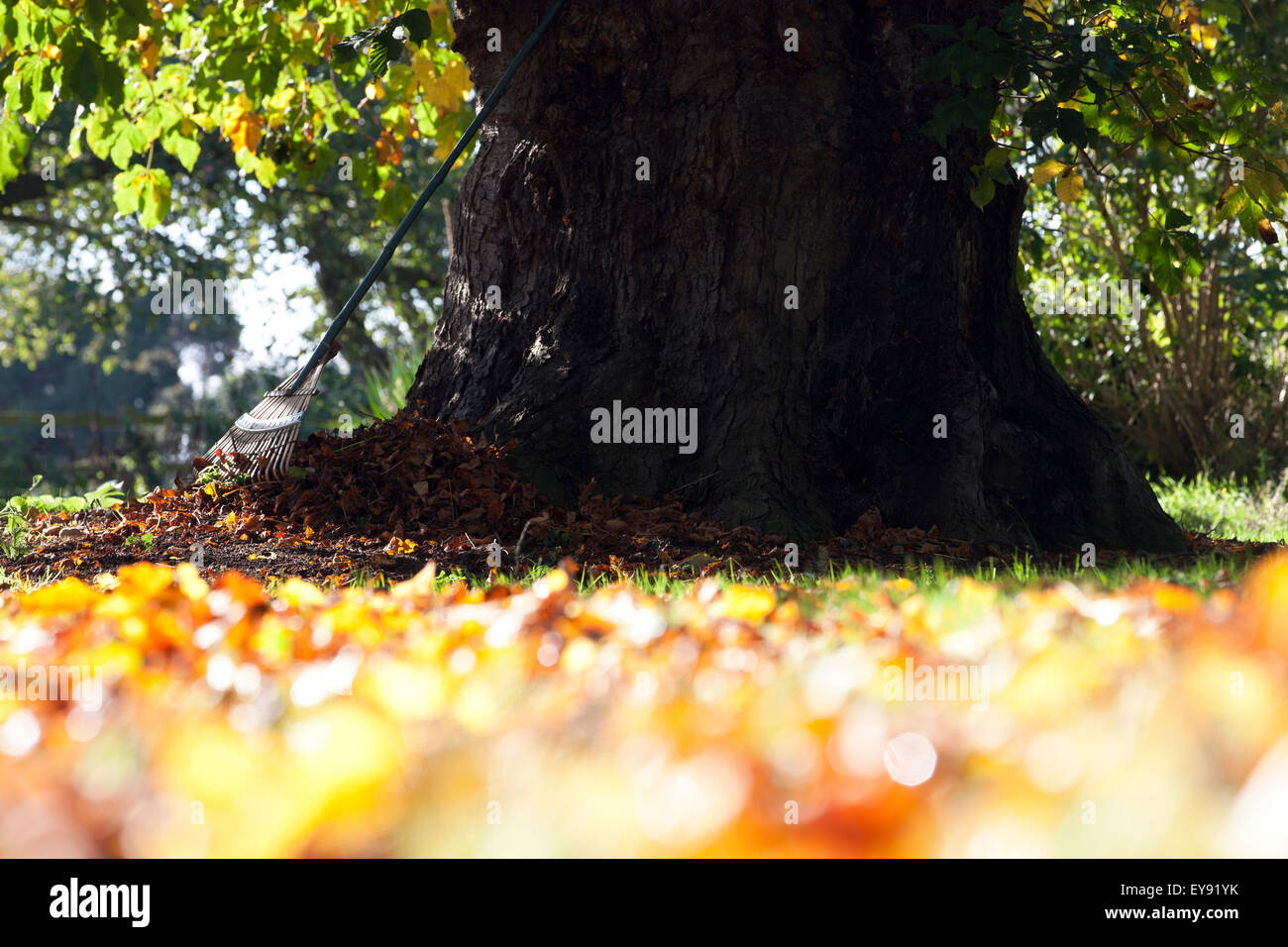 Un rastrello e foglie di autunno sotto un cavallo di castagno, ritagliato Foto Stock