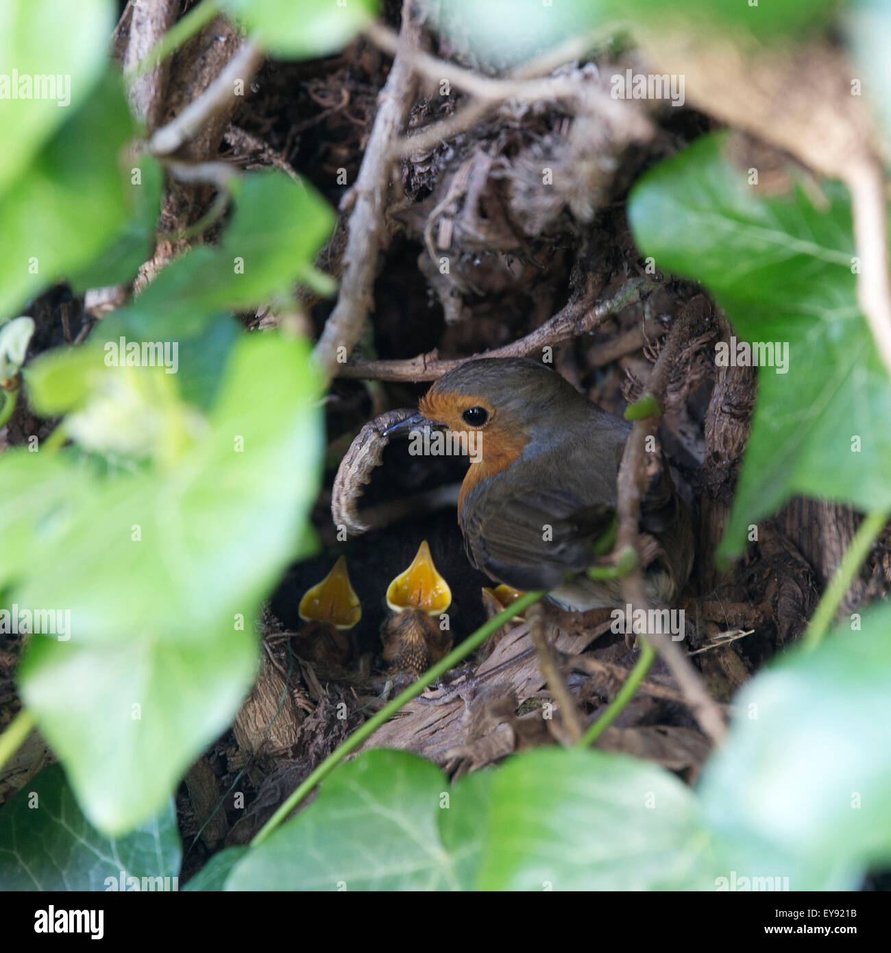 Unione Robin (Erithacus rubecula), Adulto alimentazione dei giovani nel nido, Cambridge, Inghilterra, Regno Unito. Foto Stock