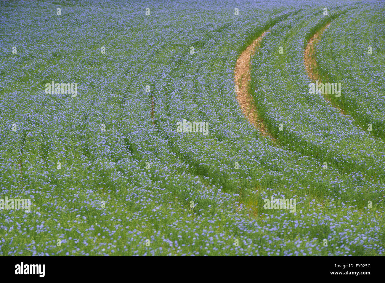 Linum usitatissimum. Semi di lino fioritura di raccolto in un campo nella campagna inglese Foto Stock