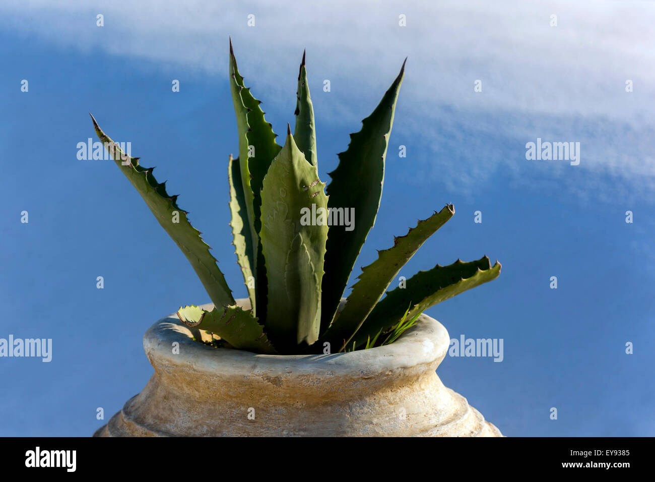 Succulento in vaso Agave pentola Santorini Grecia Foto Stock