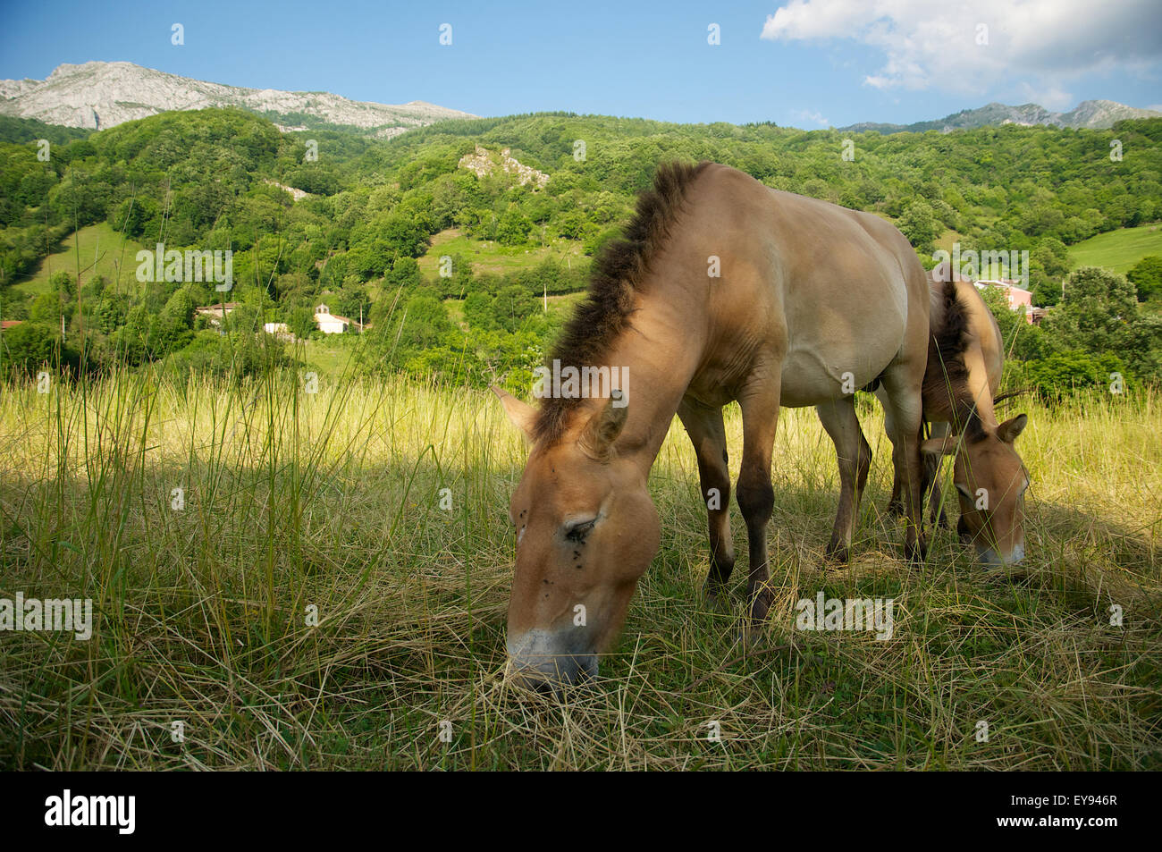 Coppia di cavalli di Przewalski (Equus ferus przewalskii), chiamati Blenda e Rayo, al pascolo presso il Parco Preistorico di Teverga (Asturias, Spagna) Foto Stock