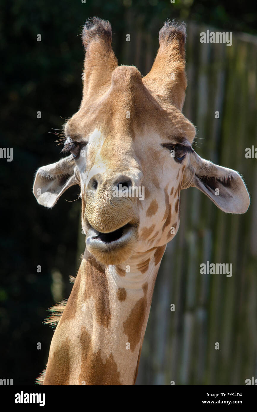 Una giraffa, giraffa camelopardalis Foto Stock