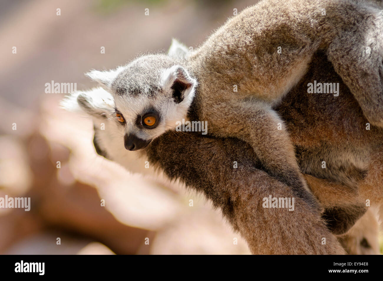 Un anello tailed lemur portando il suo bambino sulla sua schiena, Lemur catta Foto Stock