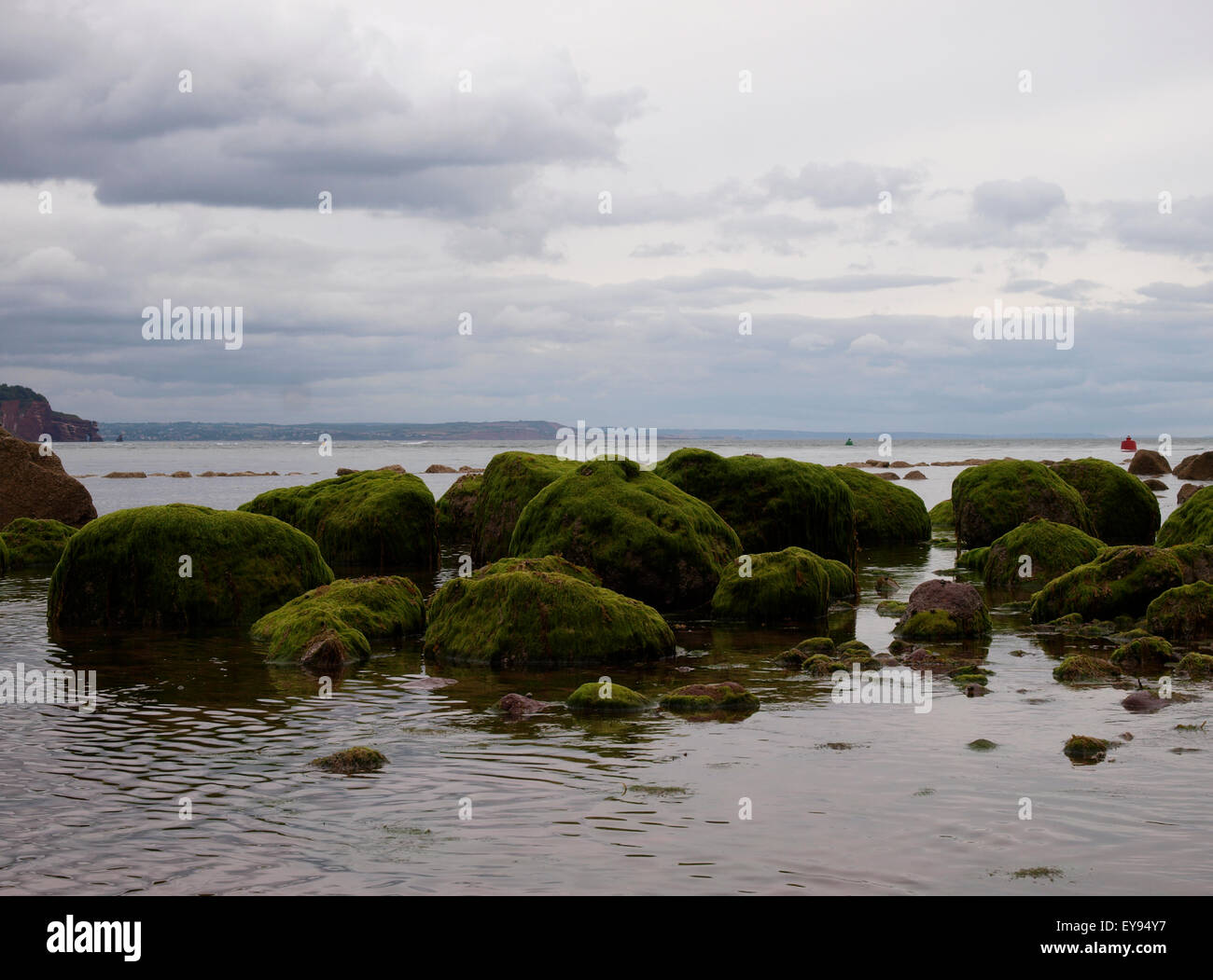 Le alghe coperto rocce, Shaldon, Devon, Regno Unito Foto Stock