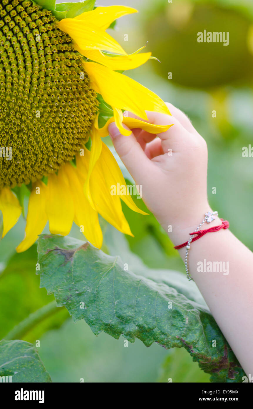 Bambina la raccolta a mano un petalo di girasole Foto Stock