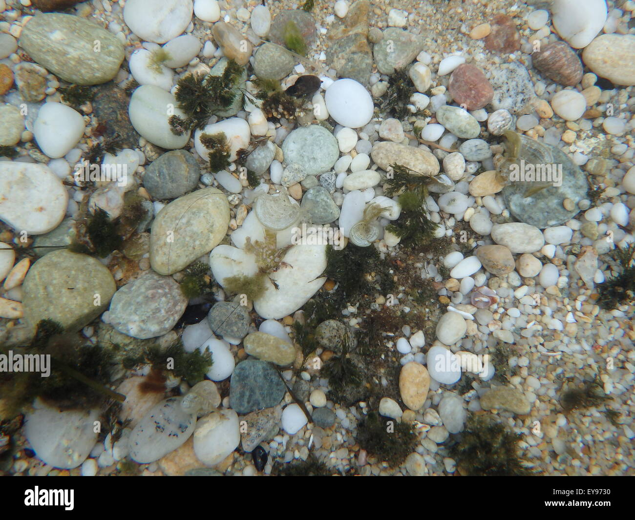 La fotografia subacquea,mare sotto la superficie in poco profonde e acque profonde. Foto Stock