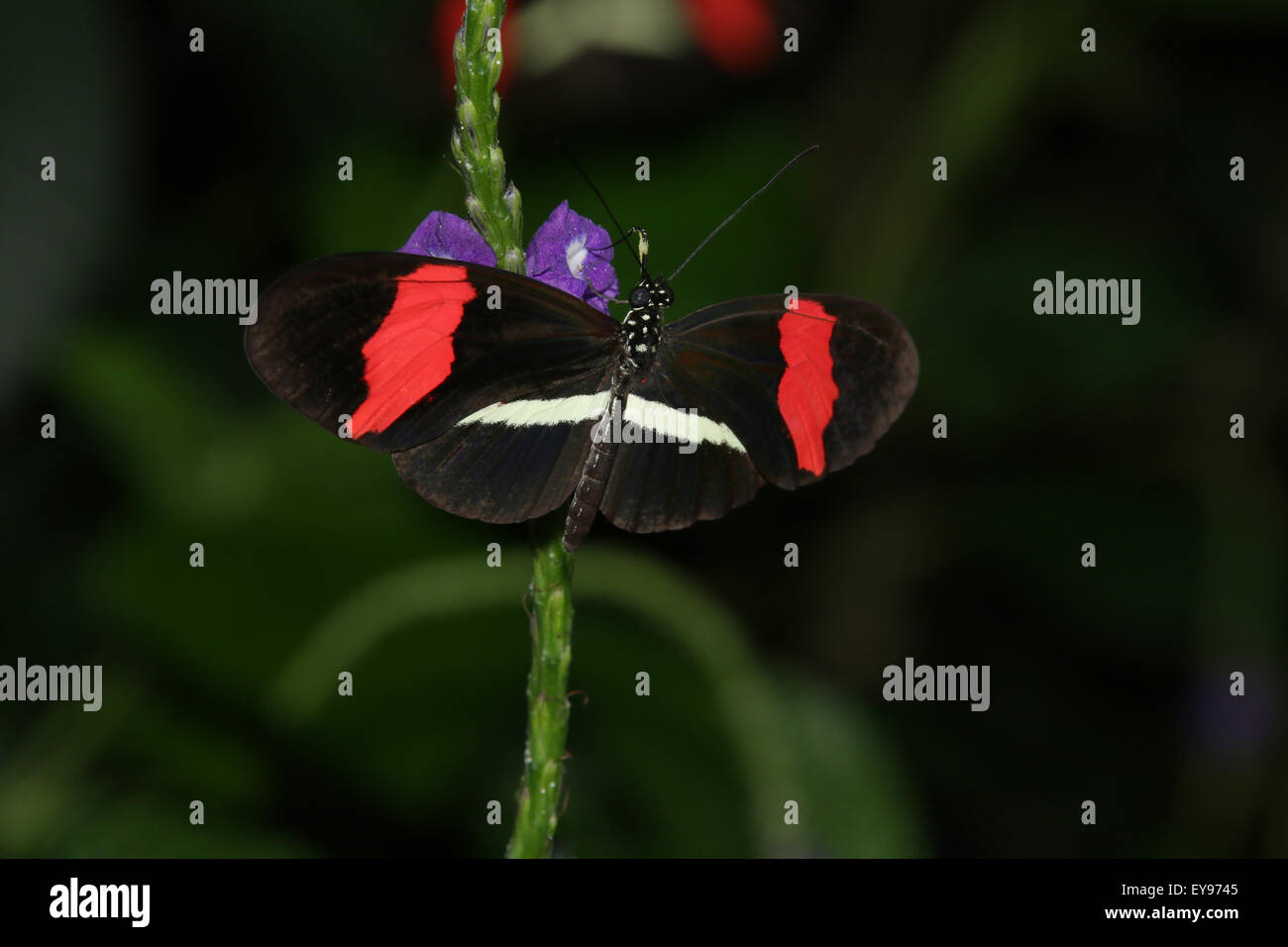 Butterfly. Red Portalettere, Heliconius erato. Il Conservatory della Farfalla a Niagara Parks Giardini Botanici, Ontario, Canada. Foto Stock