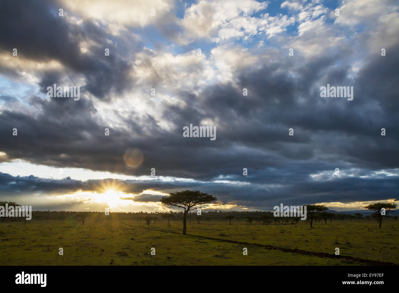 Gli alberi di acacia di sunrise, Mara Naboisho Conservancy; Kenya Foto Stock