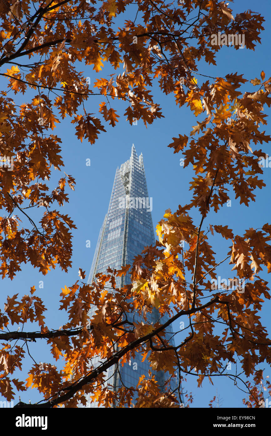 Il fogliame di autunno con il Coccio grattacielo di Renzo Piano dietro, vicino al Ponte di Londra sulla South Bank di Londra - Inghilterra Foto Stock