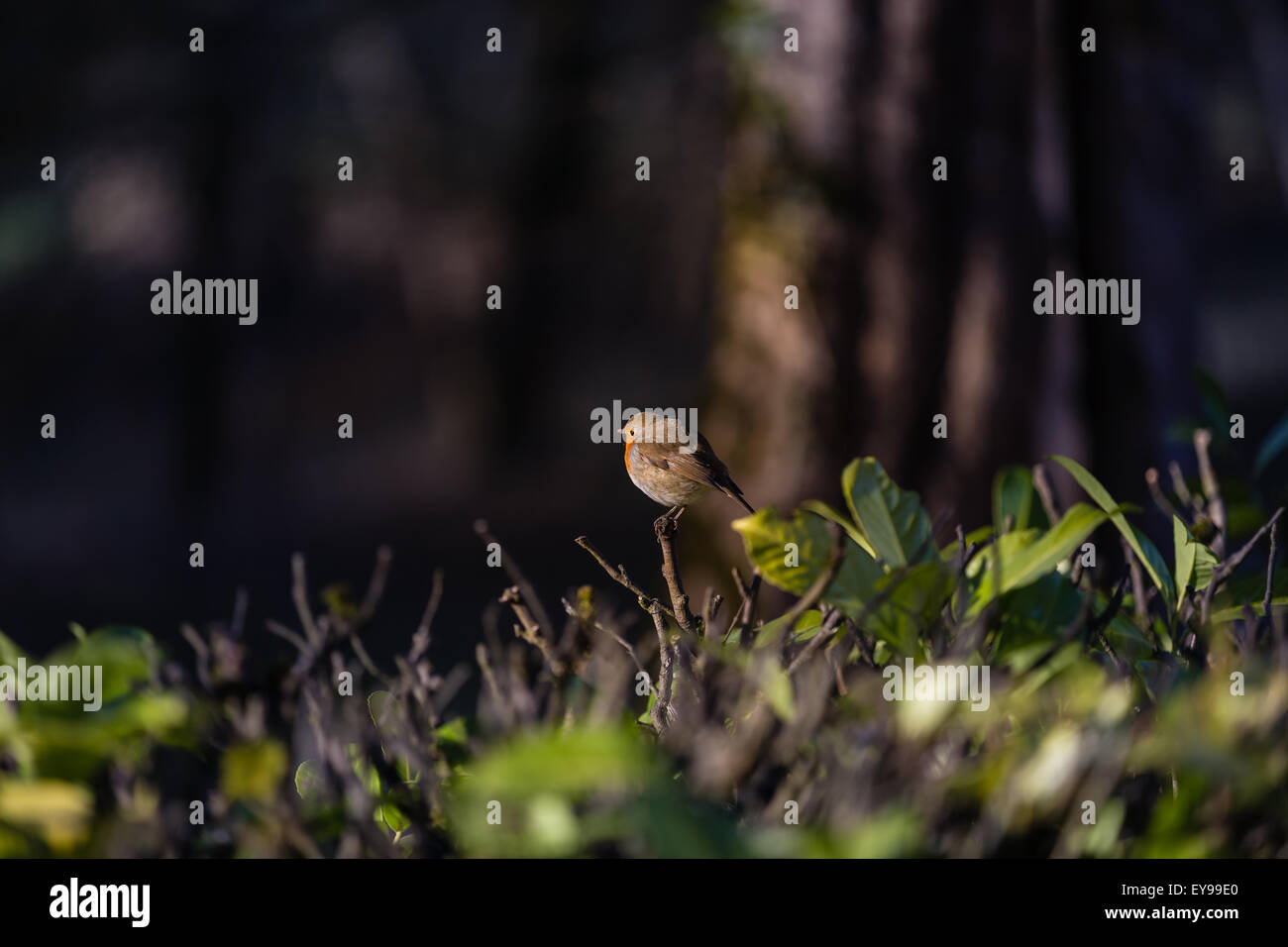 Pettirosso uccello sulla parte superiore di un ramo di hedge Foto Stock