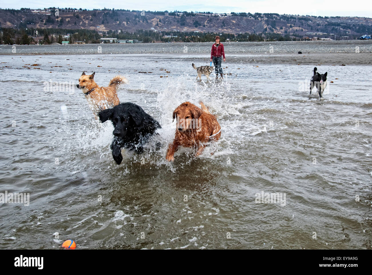 Dog sitter e un gruppo di cani in un "gruppo di gioco" correre e giocare a Bishop's Beach, Omero, Penisola di Kenai, centromeridionale Alaska Foto Stock