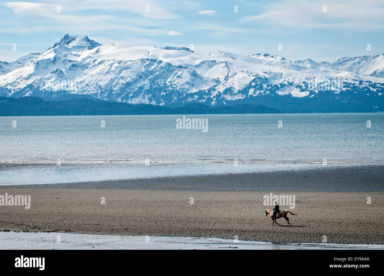 Cavaliere gode di una corsa sulla spiaggia di Homer Spit durante la bassa marea, Penisola di Kenai, centromeridionale Alaska, autunno Foto Stock