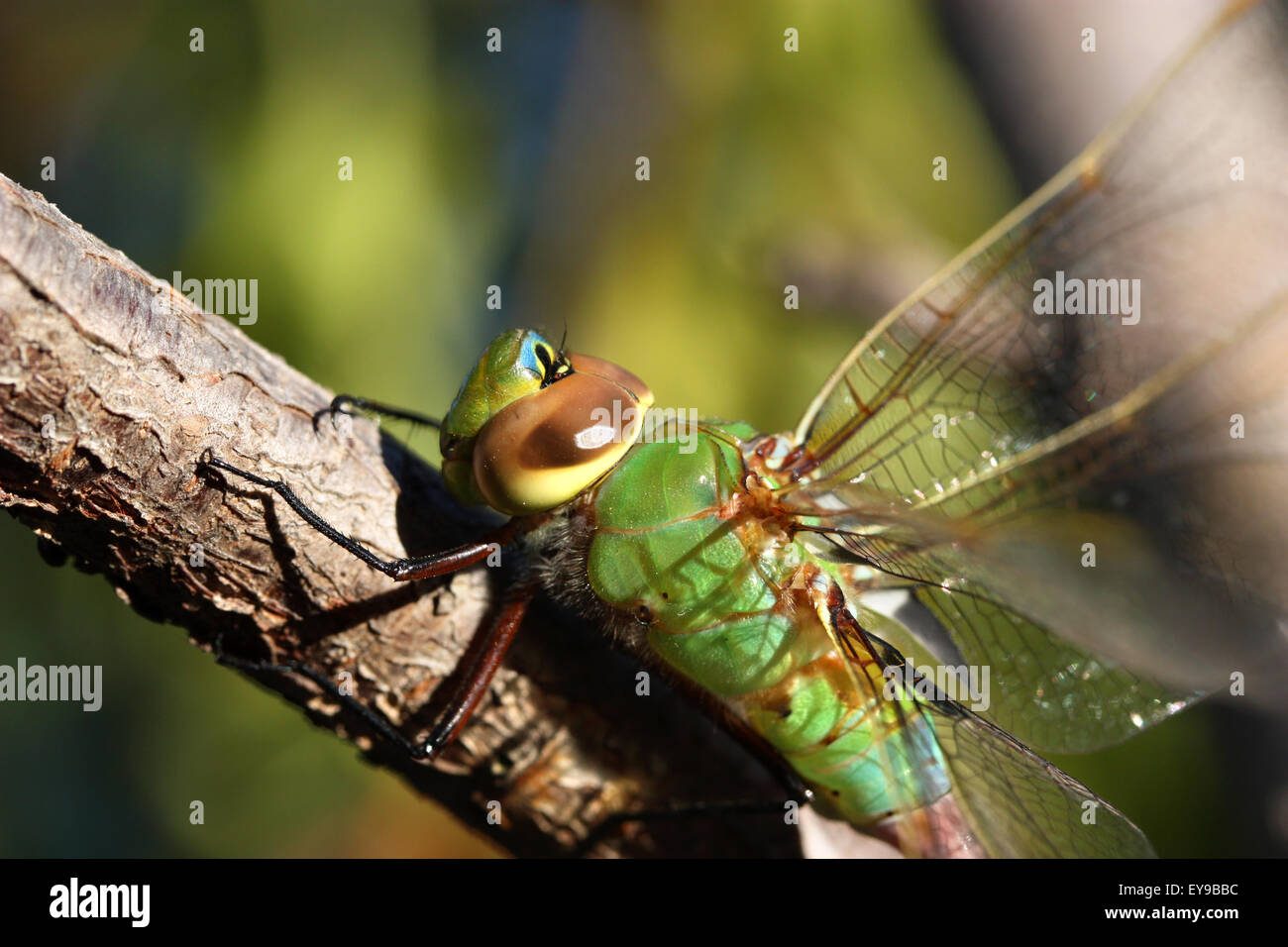 Chiusura del bel verde dragonfly sul ramo Foto Stock