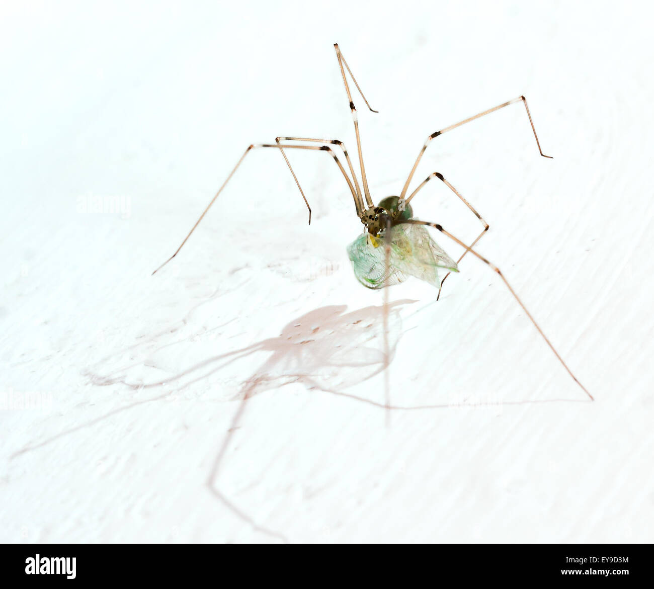 Gambe lunghe ragno con può volare su sfondo bianco Foto Stock