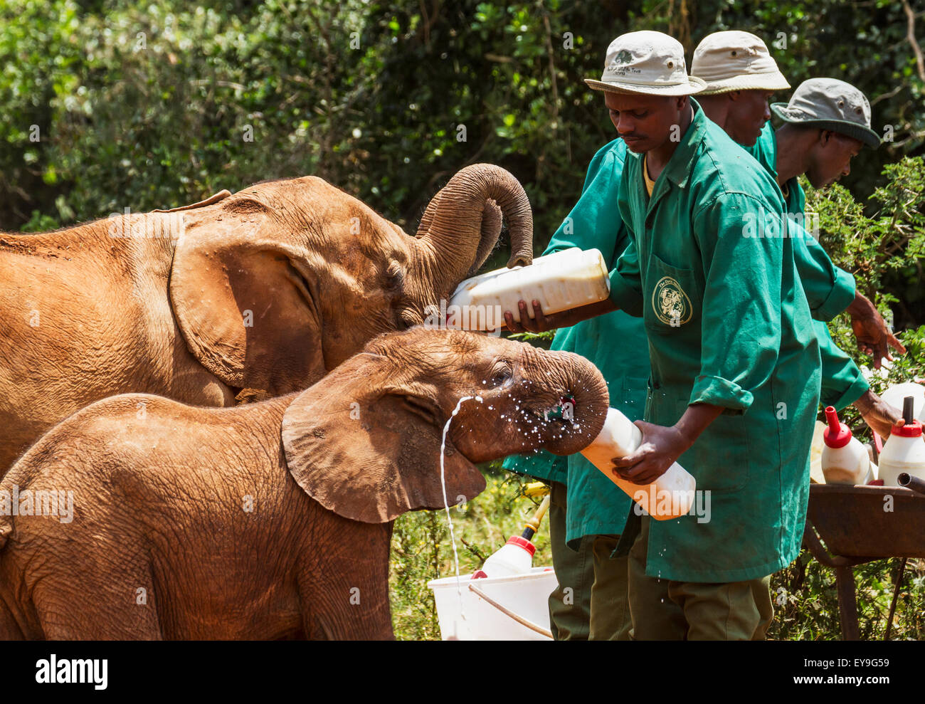 Bottiglia di lavoratore-alimentando un orfano dell' elefante africano (Loxodonta africana) all'Sheldrick l'Orfanotrofio degli Elefanti; Nairobi, Kenya Foto Stock