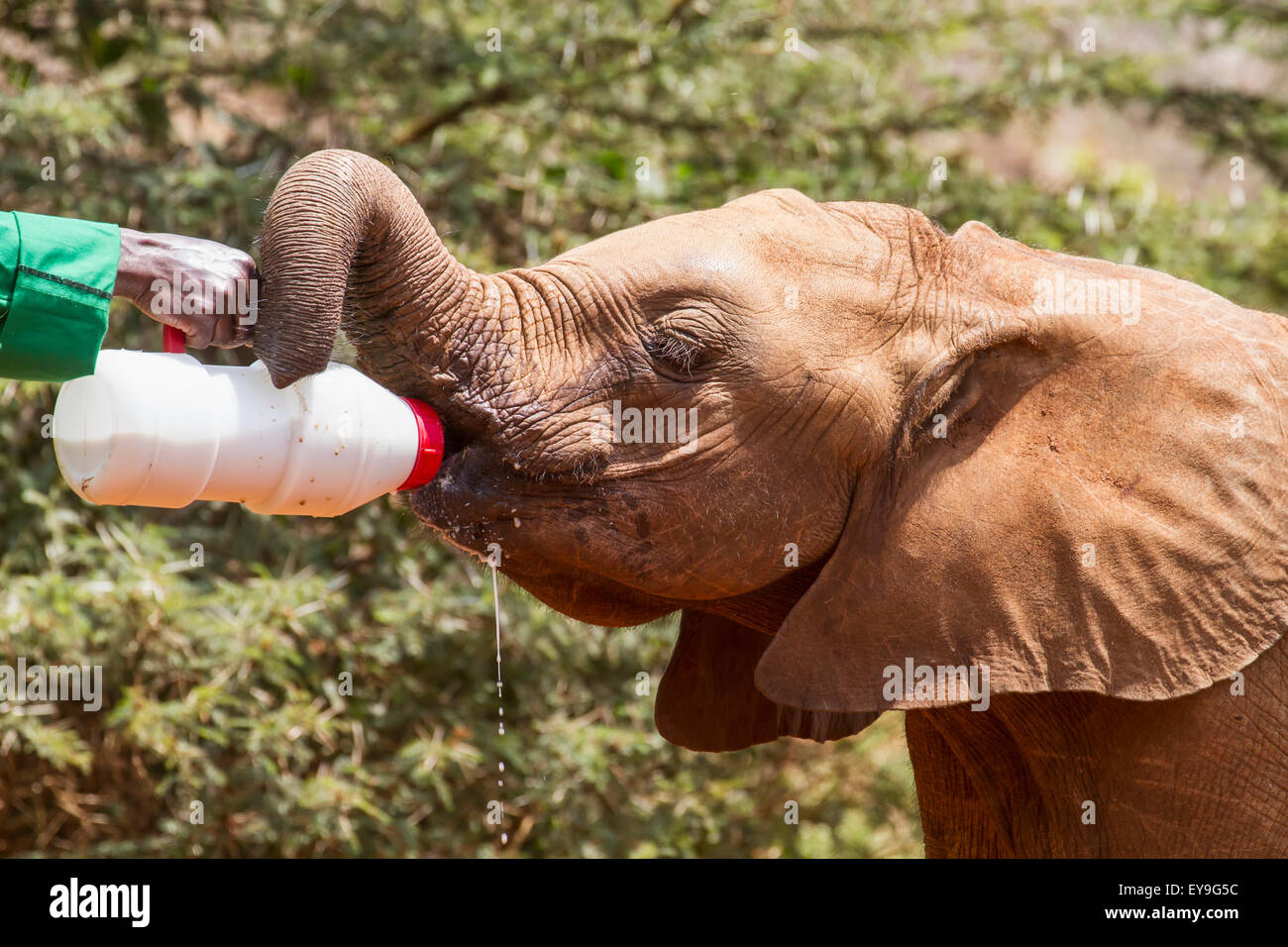 Bottiglia di lavoratore-alimentando un orfano dell' elefante africano (Loxodonta africana) all'Sheldrick l'Orfanotrofio degli Elefanti; Nairobi, Kenya Foto Stock