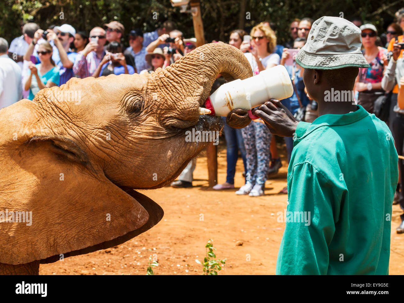 Bottiglia di lavoratore-alimentando un orfano dell' elefante africano (Loxodonta africana) all'Sheldrick l'Orfanotrofio degli Elefanti; Nairobi, Kenya Foto Stock