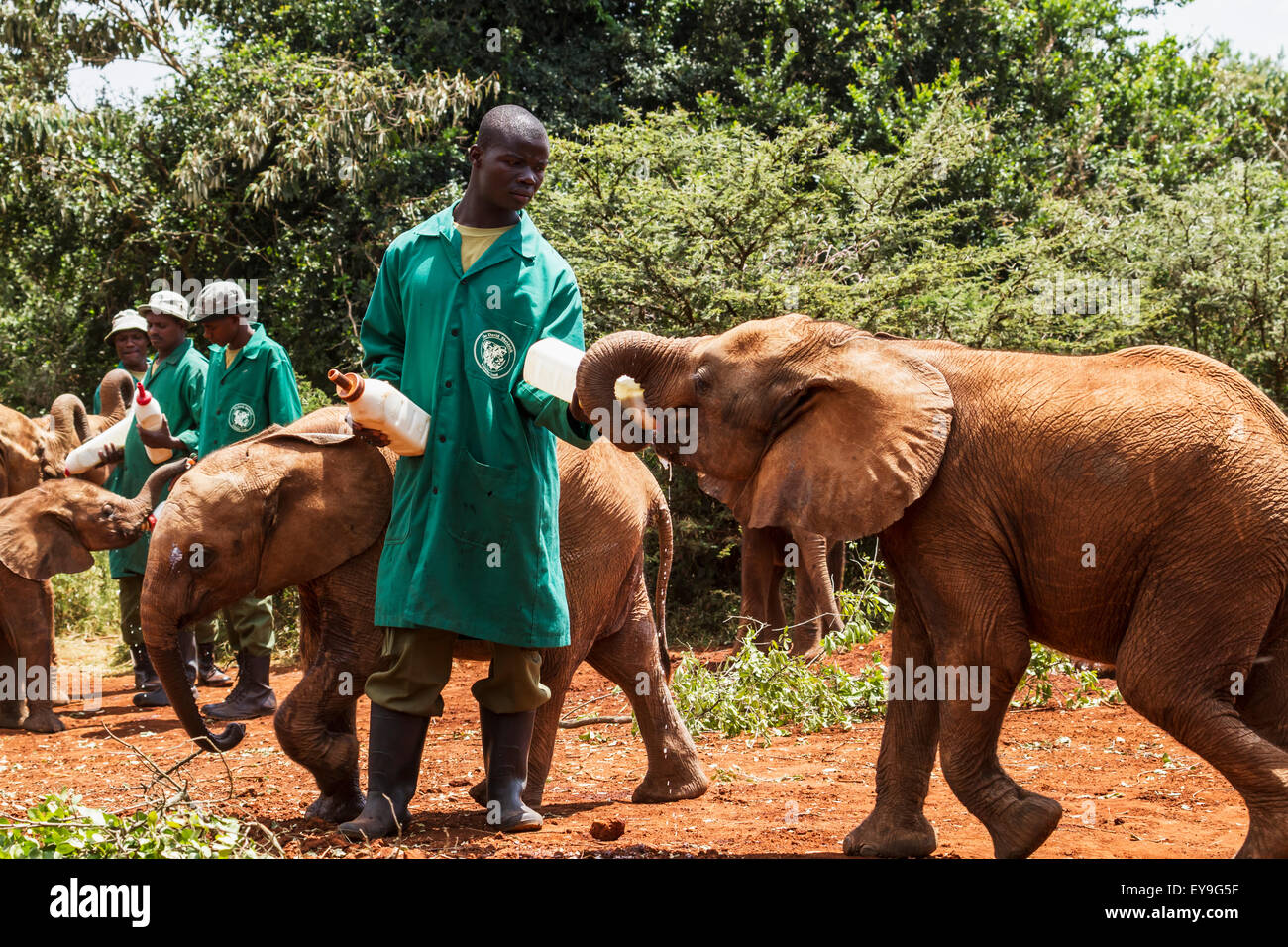 Bottiglia di lavoratore-alimentando un orfano dell' elefante africano (Loxodonta africana) all'Sheldrick l'Orfanotrofio degli Elefanti; Nairobi, Kenya Foto Stock