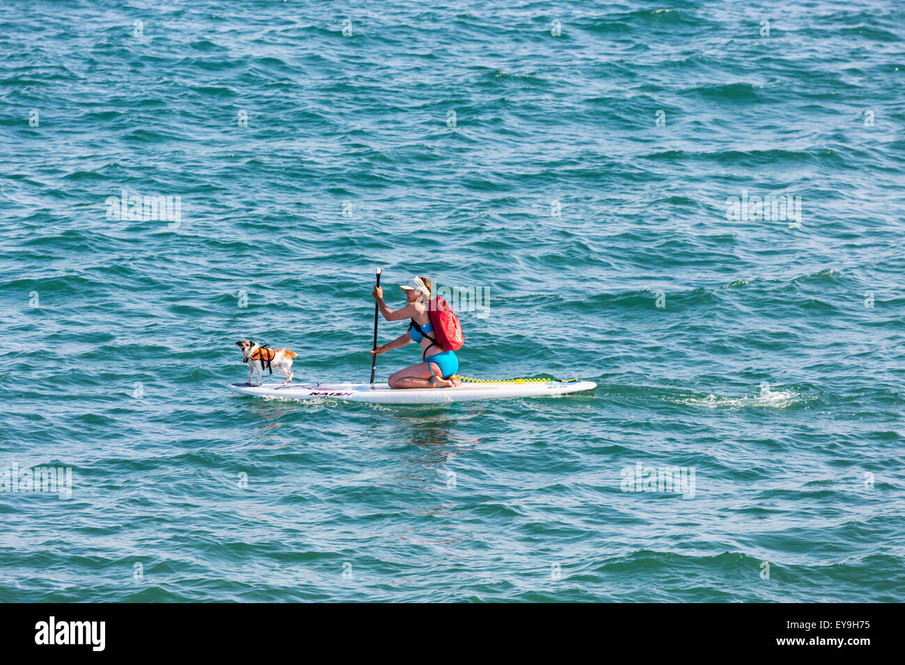 Donna pagaia su una tavola da surf o pagaia in mare con il suo cane da compagnia, West Bay, Jurassic Coast, Dorset, Inghilterra sud-occidentale, in estate Foto Stock