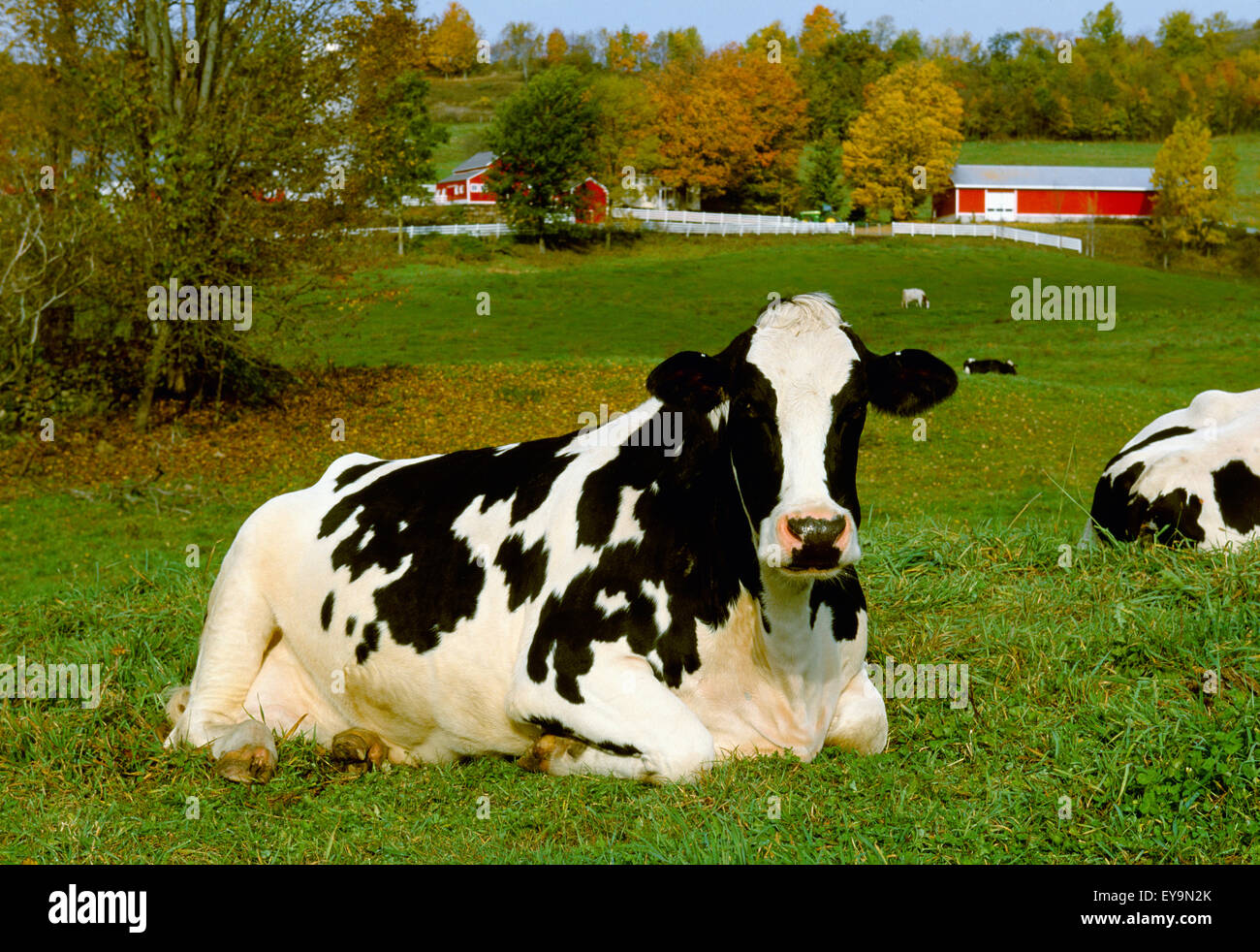 Bestiame - Una Holstein vacca da latte poggia su un verde pascolo con edifici di caseificio in background / New York, Stati Uniti d'America. Foto Stock