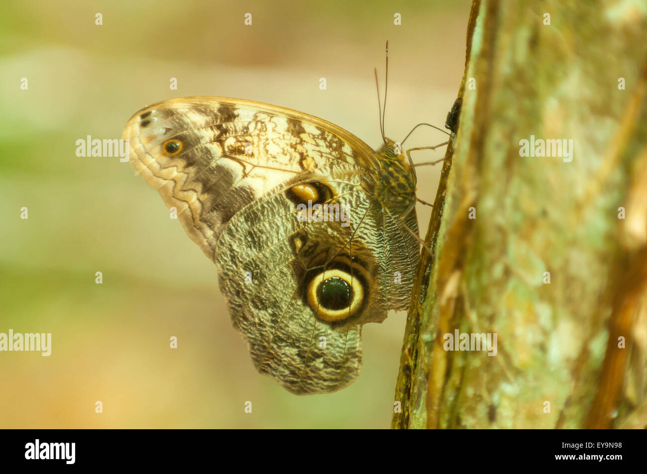 Caligo memnon, grande gufo reale Butterfly al Lago Peten Itza, Guatemala Foto Stock