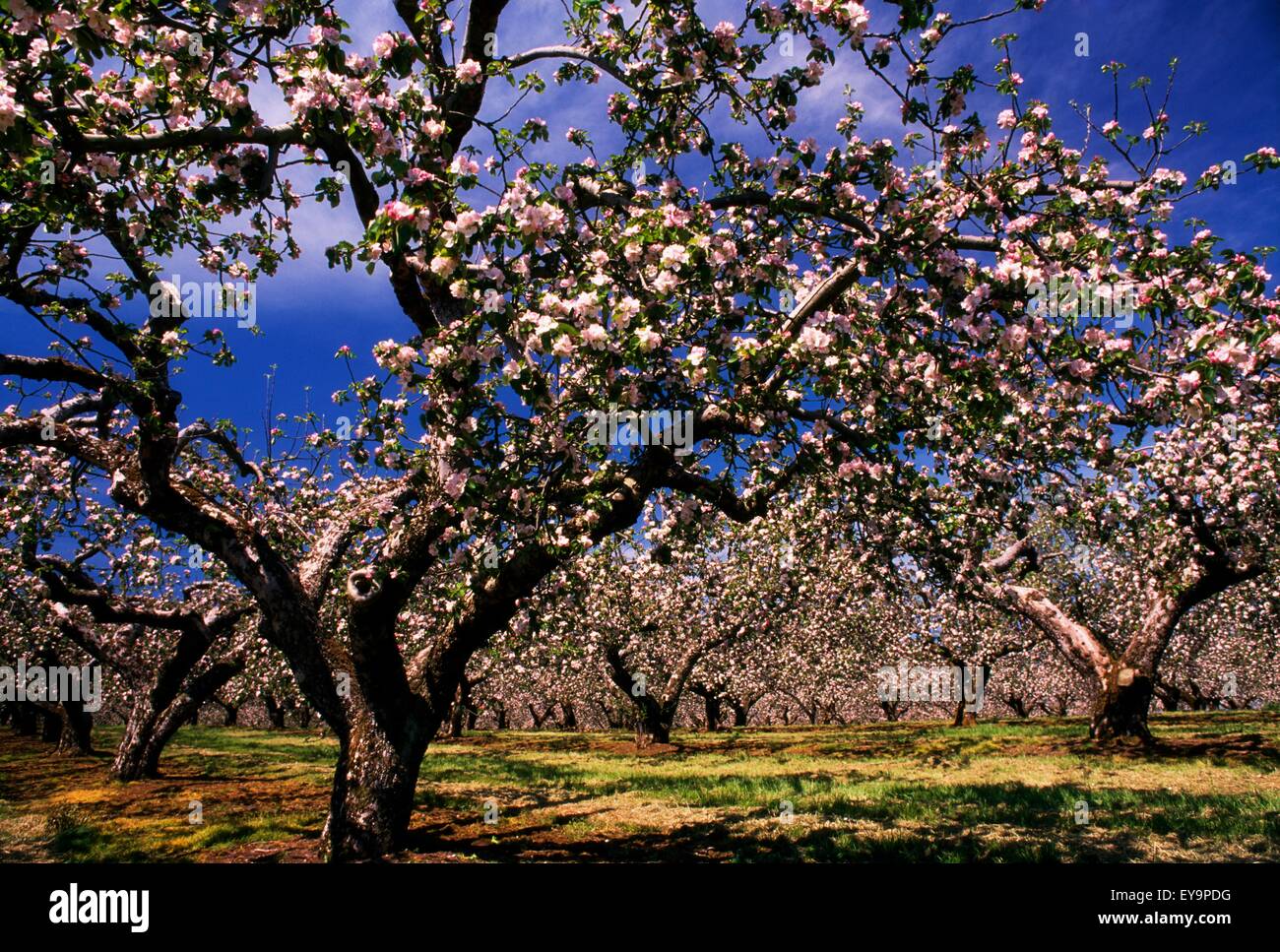 Alberi di mele in un frutteto, nella contea di Armagh, Repubblica di Irlanda Foto Stock