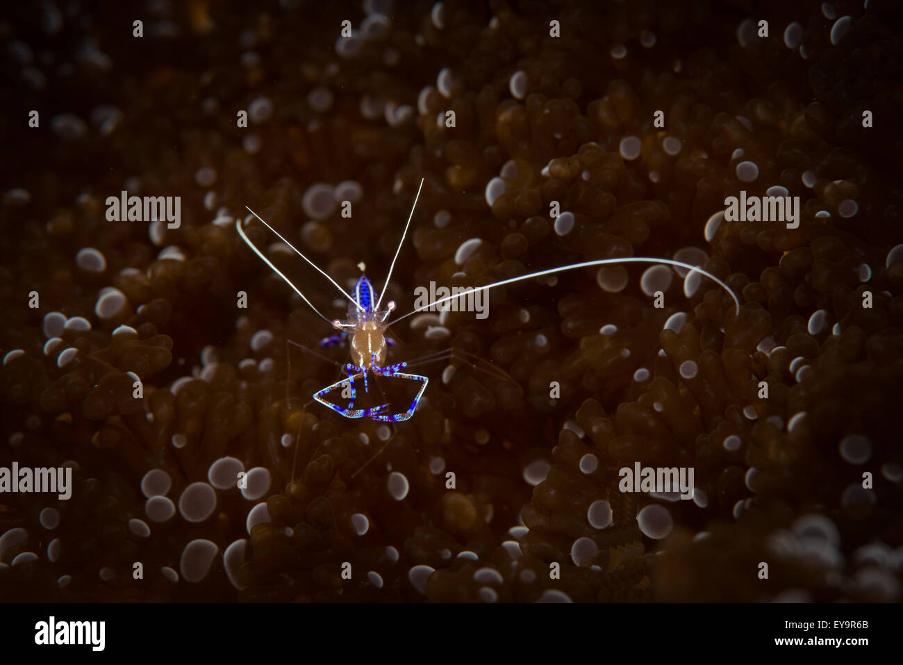 Pedersen pulitore (gamberetti Periclimenes pedersoni) sale al coralli, Sweet Dreams sito di immersione, Bonaire, Antille olandesi Foto Stock