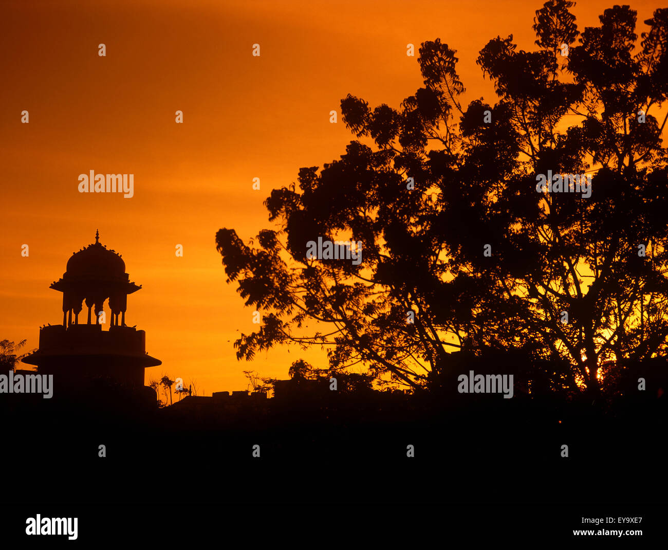 Albero e cupola stagliano al tramonto Foto Stock