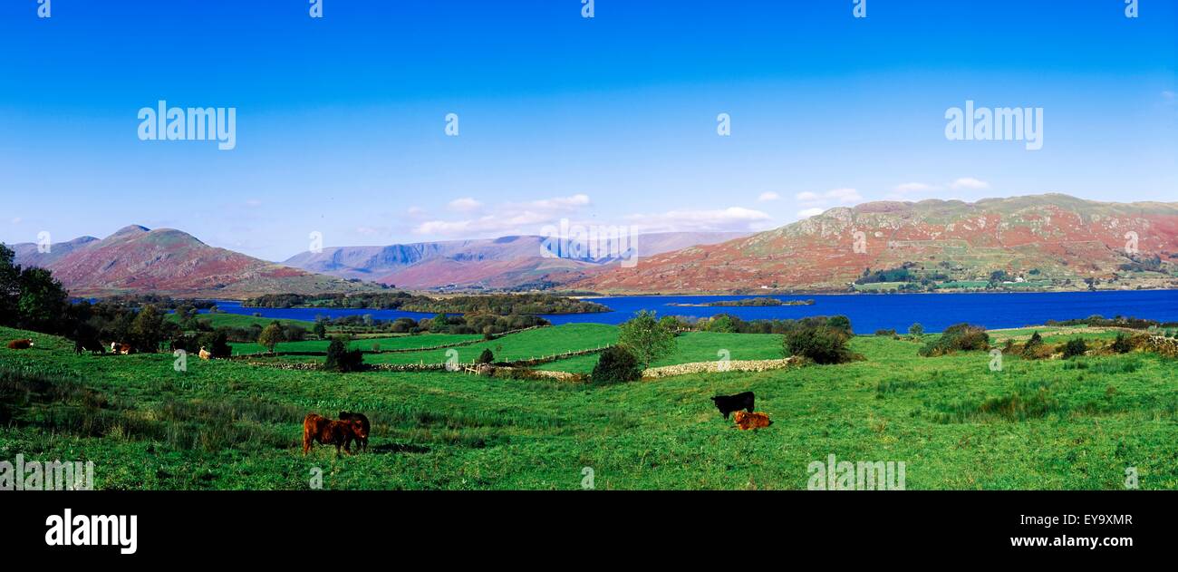 Le mucche in campo lontano, Lough Mask, Finny, Irlanda Foto Stock