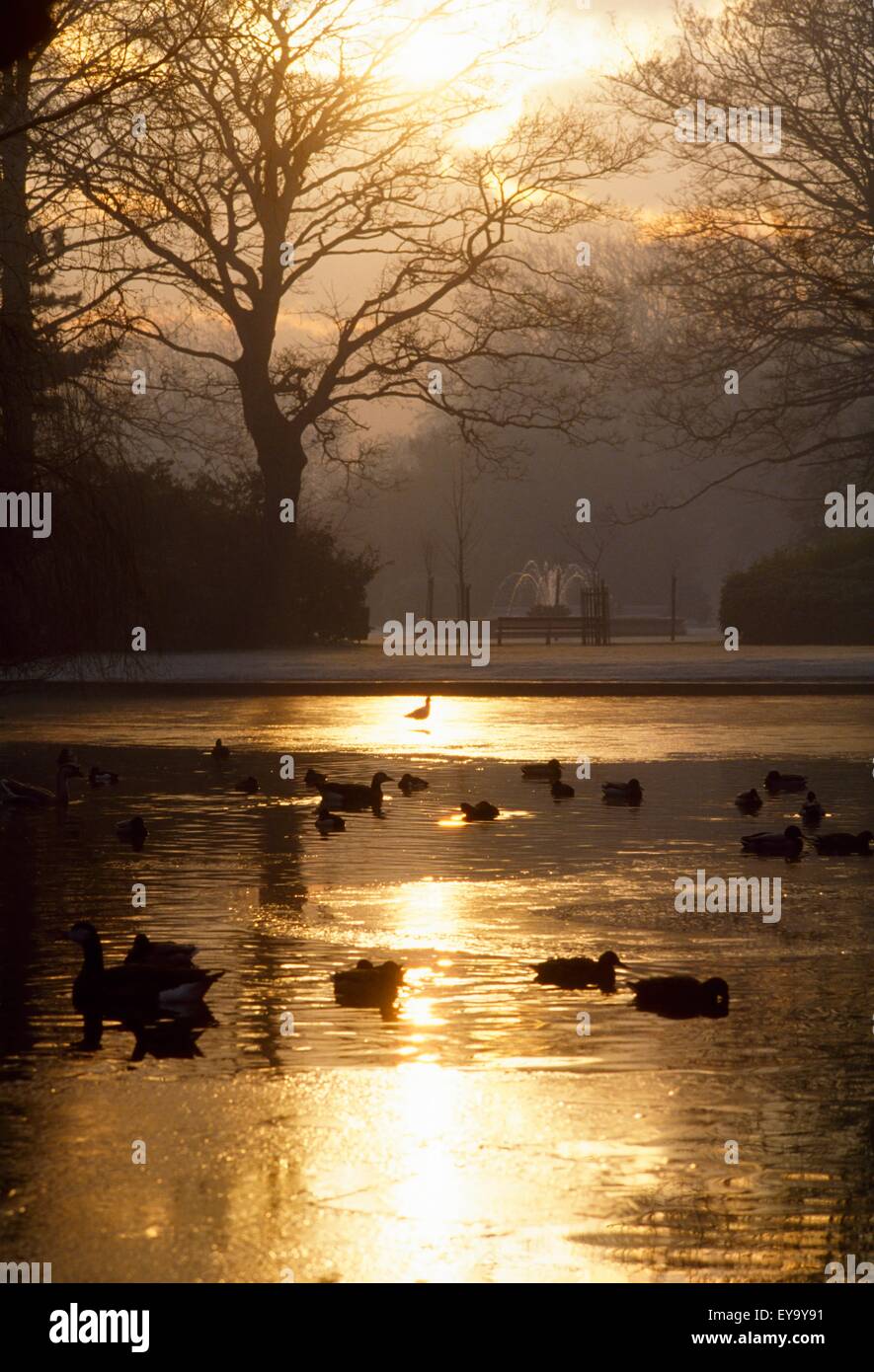 Saint Stephen's Green, Dublino, Co Dublin, Irlanda; georgiano case a schiera Foto Stock
