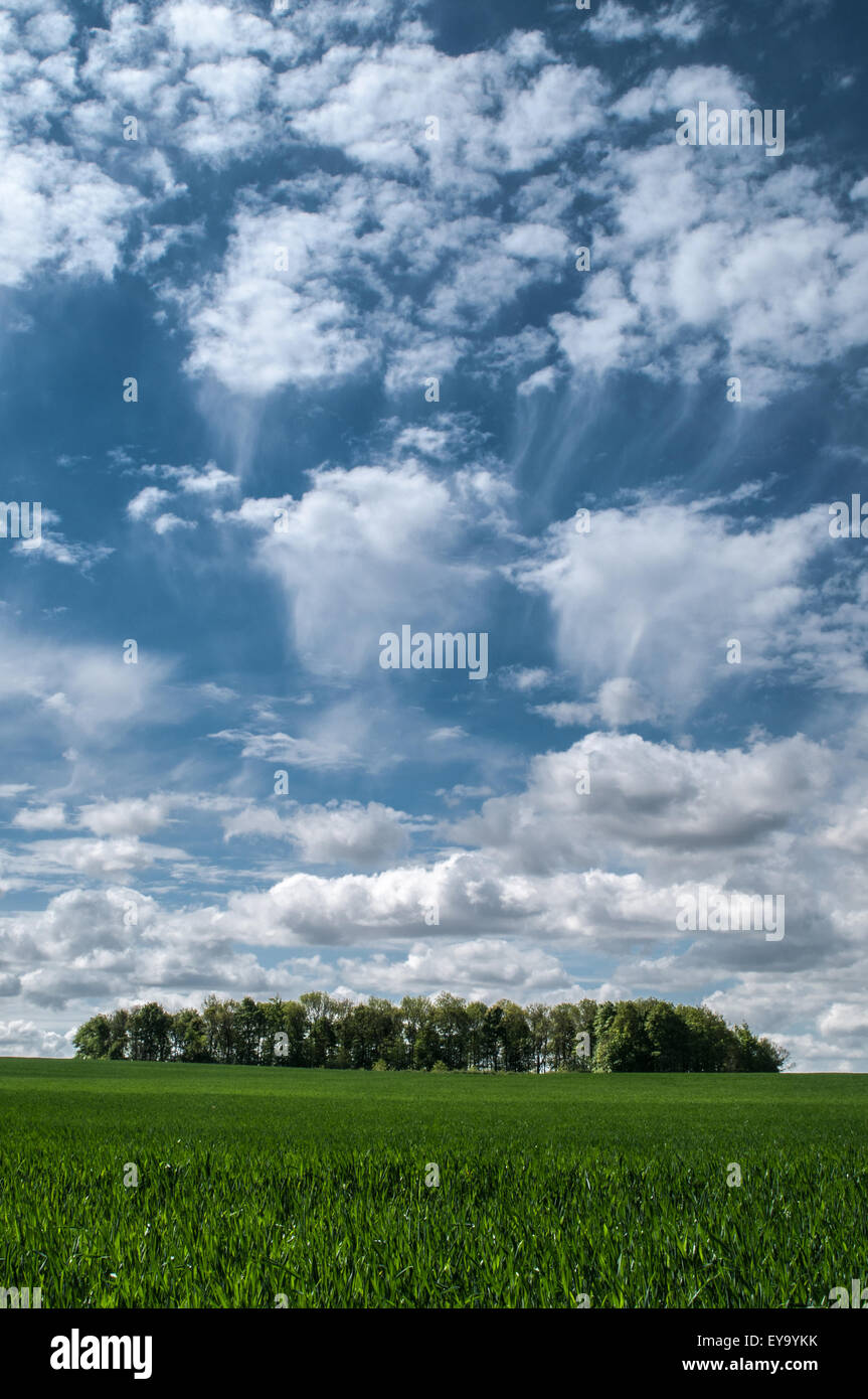 Guardando oltre la Yorkshire terra e cielo,s raccolti nel campo di grano di cibo di cereali e foraggi Foto Stock