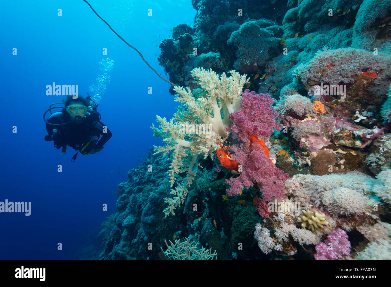 Diver esplora la barriera corallina di Fury Shoals, sud del Mar Rosso, Egitto Foto Stock