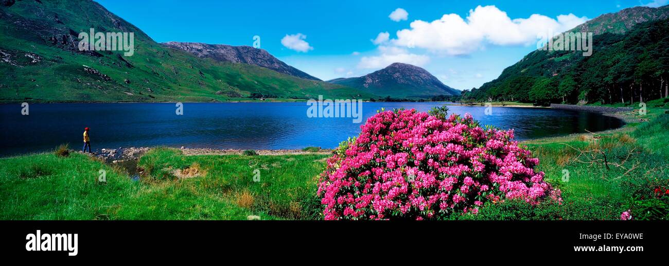 Ballynahinch Lago, Connemara, nella contea di Galway, Irlanda; il lago di New Scenic 5 posti con arbusti fioriti Foto Stock