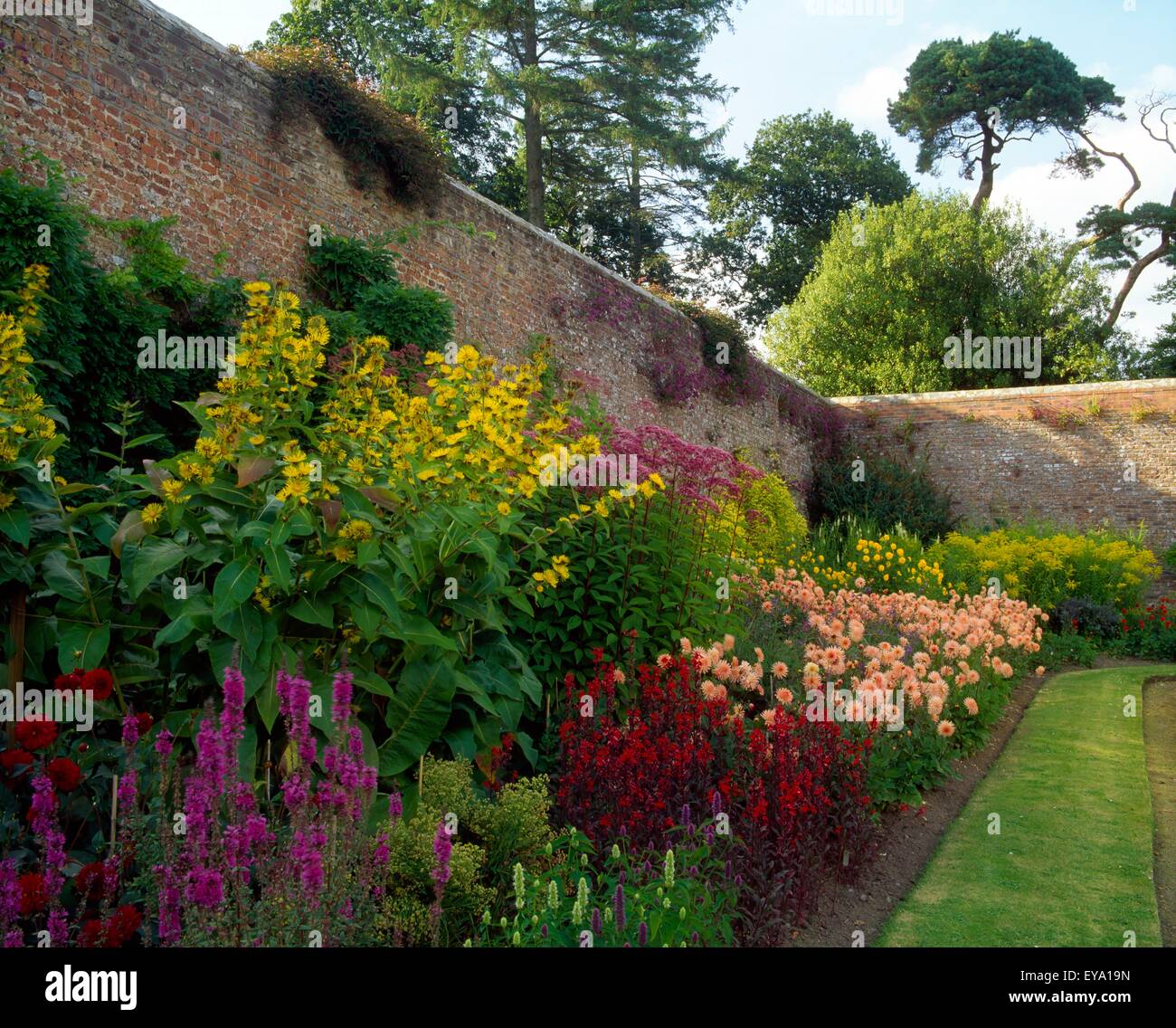 Dalie nel giardino murato, Mount Congreve, Co Waterford, Irlanda Foto Stock